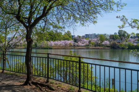 Senzoku Pond