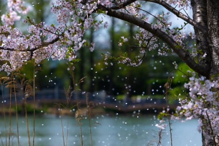 Senzoku Pond