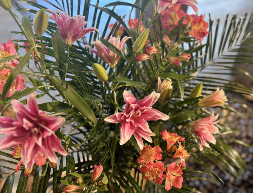 施設を彩る花々（11月の花）
